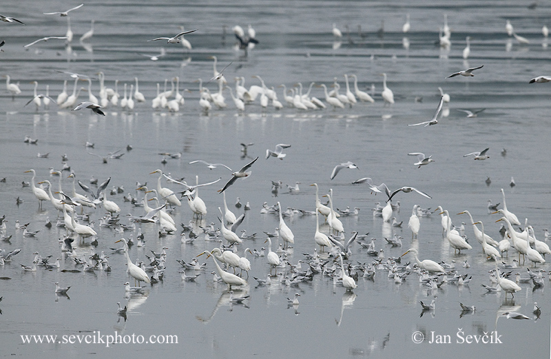 Photo of birds on the fishpond