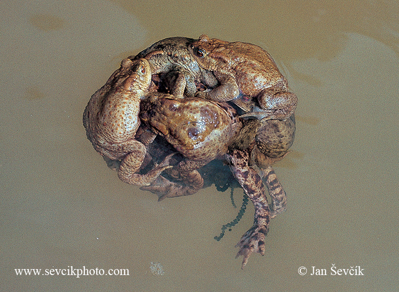 Photo of ropucha obecná Bufo bufo Common Toad Erdkrote