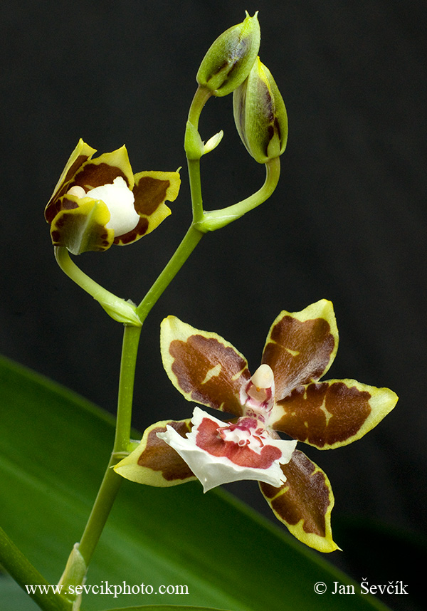 Photo of orchidea orchid Cambria