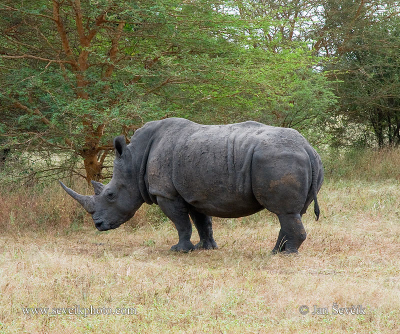 ceratotherium simum white rhinoceros