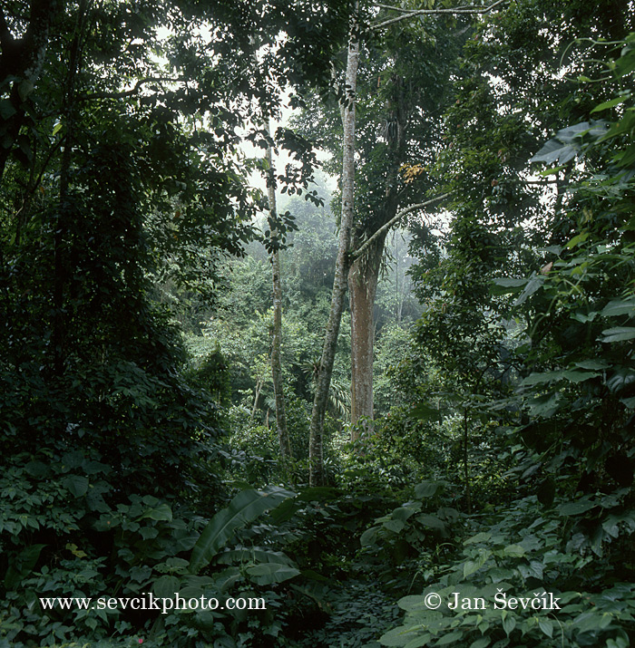 Photo of horský deštný les mountain rain forest Henri Pittier National Park  Rancho Grande Venezue