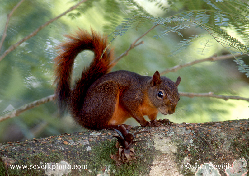 Photo of veverka Sciurus granatensis Red-tailed Squirrel