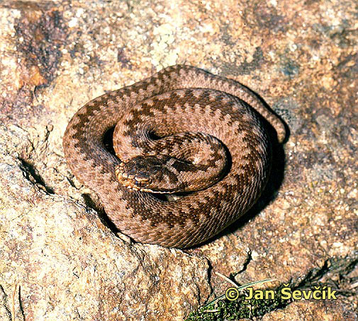 Photo of Vipera berus, Kreuzotter, Common Viper, zmije obecná.