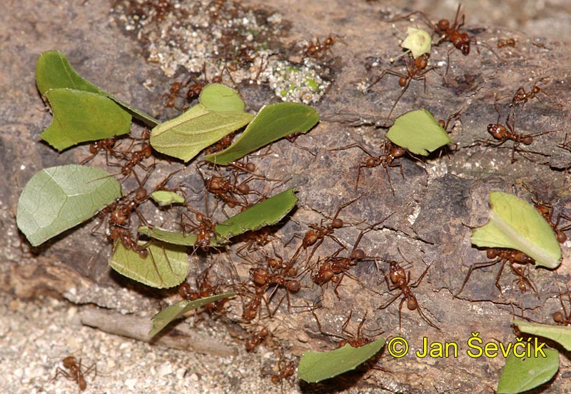 Photo of  mravenec  Atta, Leaf cutter Ant, Blattschneiderameise