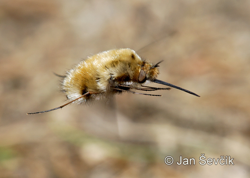 Photo of dlouhososka velká  Bombylius major Greater Bee Fly