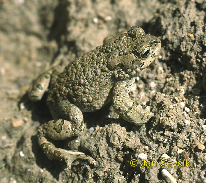 Photo of ropucha Bufotes pewzowi Middle Asiatic Toad