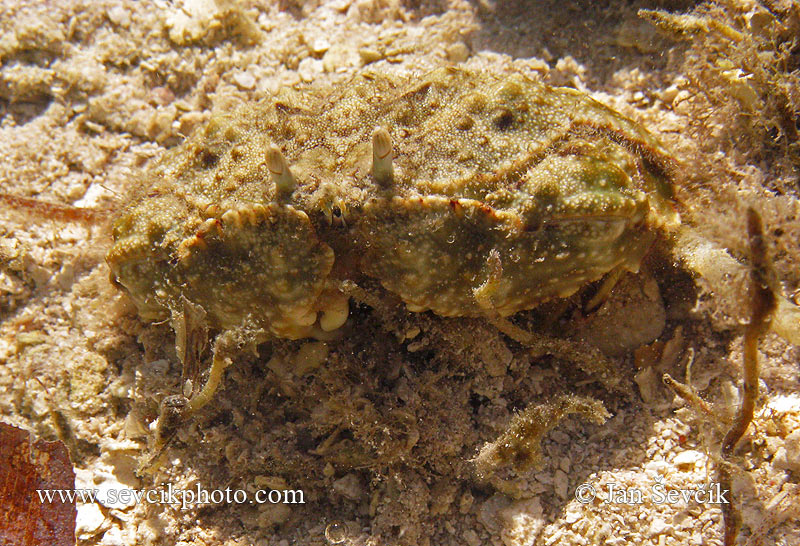 Photo of krab Calappa sp. Box Crab