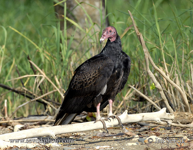 Pictur of kondor krocanovitý Cathartes aura Turkey Vulture Aura Gallipavo Truthahngeier