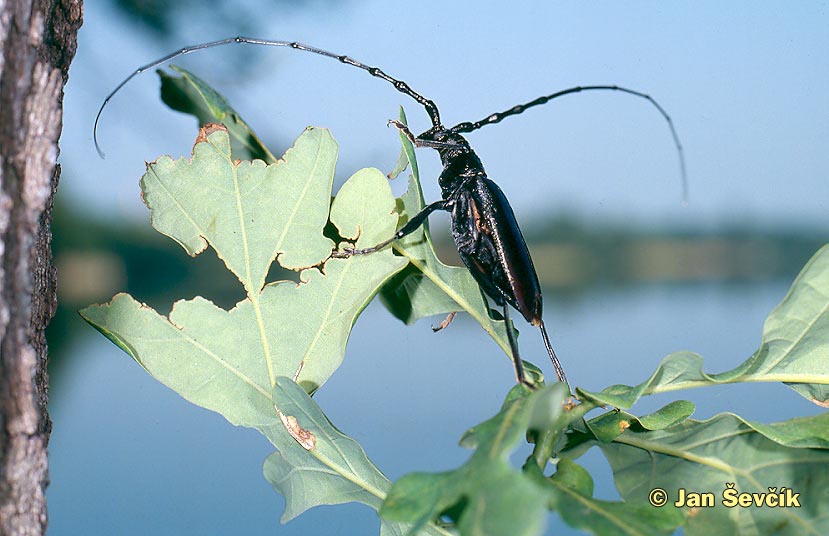 Photo of tesařík obrovský Cerambyx cerdo  Cerambyx longicorn Great capricorn beetle Große Eichenbo