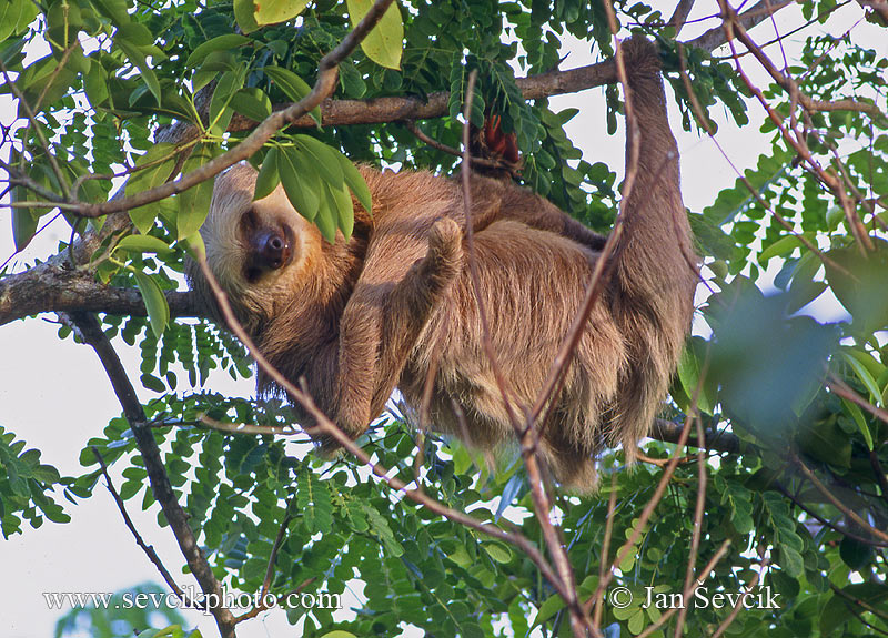 Photo of lenochod krátkokrký Choloepus hoffmanni Hoffman's two-toed sloth