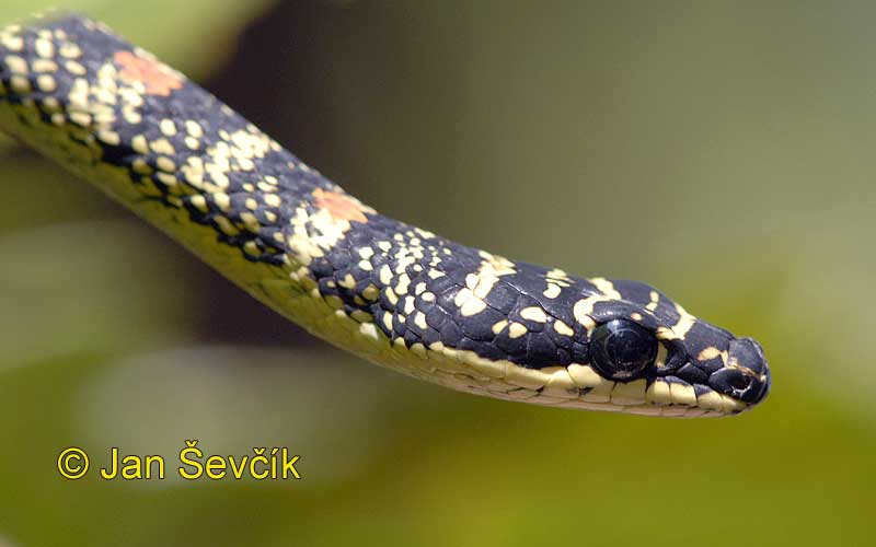 Photo of bojga zlatá Chrysopelea ornata Ornate Flying Snake Schmuck Baumschlange