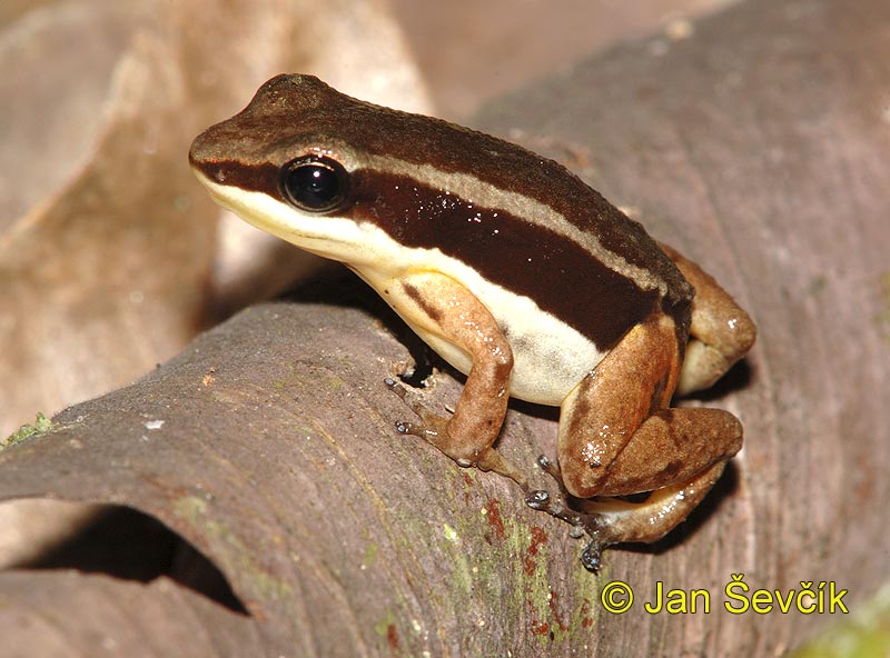 Photo of  Colostethus talamancae Talamancan dart Frog Ranita venenosa de las TAlamancas