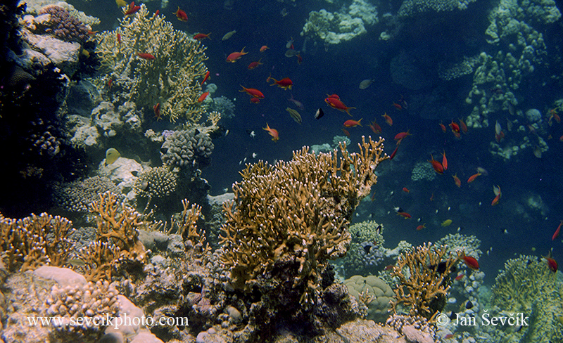 Photo of korálový útes Coral reef Korallenriff Red Sea