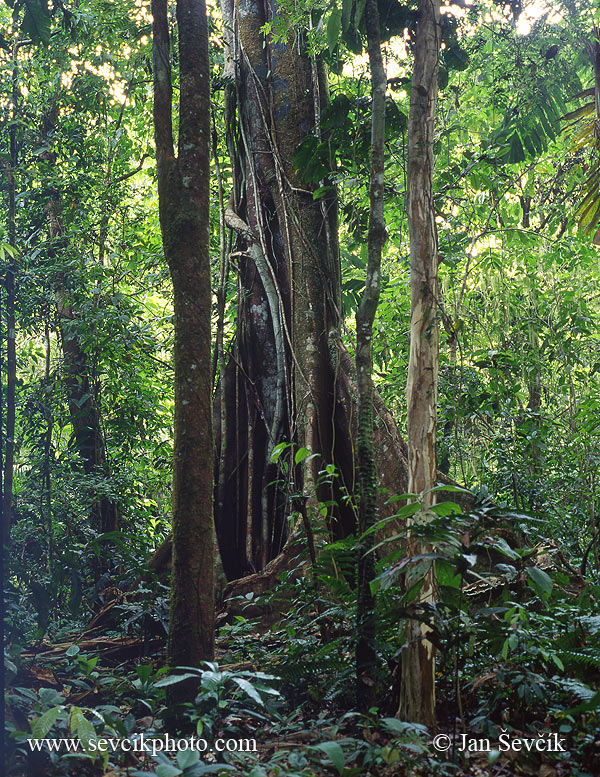 Photo of deštný les rain forest Darien Panama