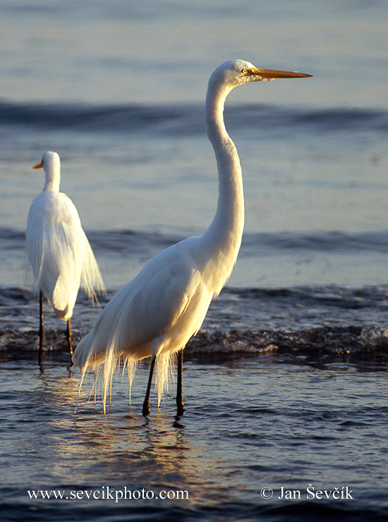 Photo of  volavka bílá Egretta alba Silberreiher Great egret