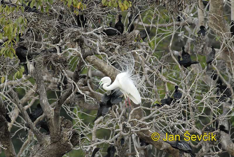 Photo of Egretta alba, Silberreiher, Great egret, volavka bílá