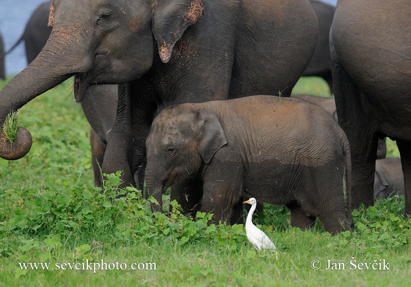 Photo of slon indický Elephas maximus Asian Elephant Asiatische Elefant
