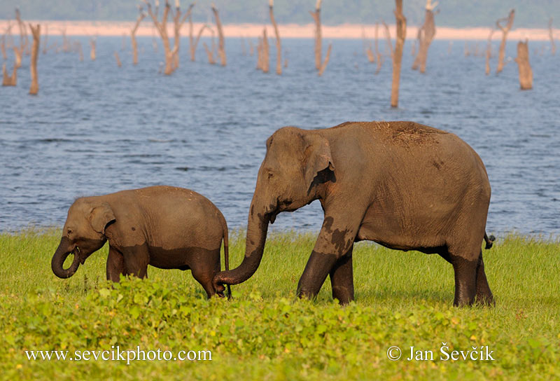 Photo of slon indický Elephas maximus Asian Elephant Asiatische Elefant