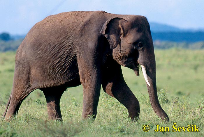 Photo of slon indický, Elephas maximus, Asian Elephant, Asiatische Elefant