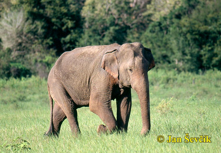 Photo of mammalia, Sri Lanka, slon indický, Elephas maximus, Asian Elephant, Asiatische Elefant