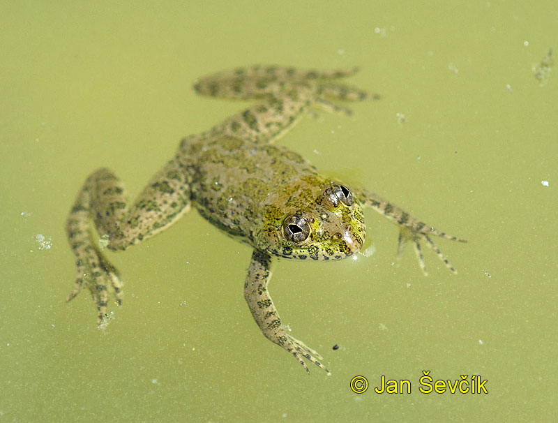 Photo of skokan indický Euphlyctis cyanophlyctis Common Skittering Frog
