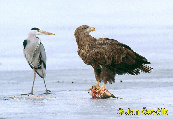 Photo of orel mořský  a volavka popelavá, White-tailed Eagle and Grey Heron
