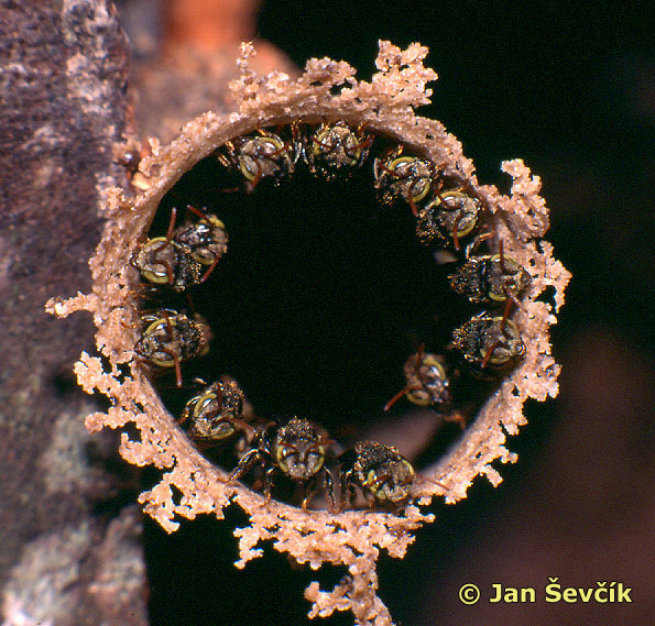 Photo of hnizdo včel, colony of bees.