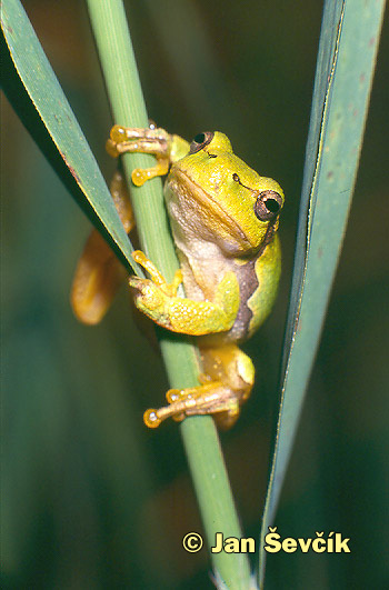 Photo of rosnička zelená,  Common Tree Frog, Laubfrosch, Hyla arborea .