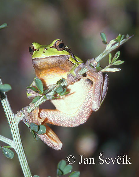 Photo of  rosnička Hyla savignyi Anatolian Tree Frog Kleinasiatischer Laubfrosch