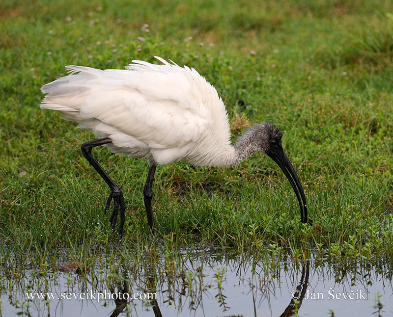 Photo of ibis černohlavý Threskiornis melanocephalus Black-headed Ibis Schwarzkopfibis