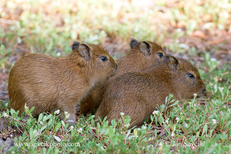 Photo of kapybara Hydrochoerus hydrochaeris Wasserschwein