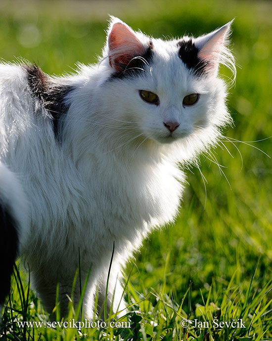 Photo of kočka domácí Felis catus House Cat Katze