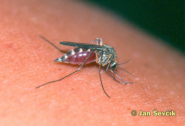 Photo of sající komár, sucking mosquito.