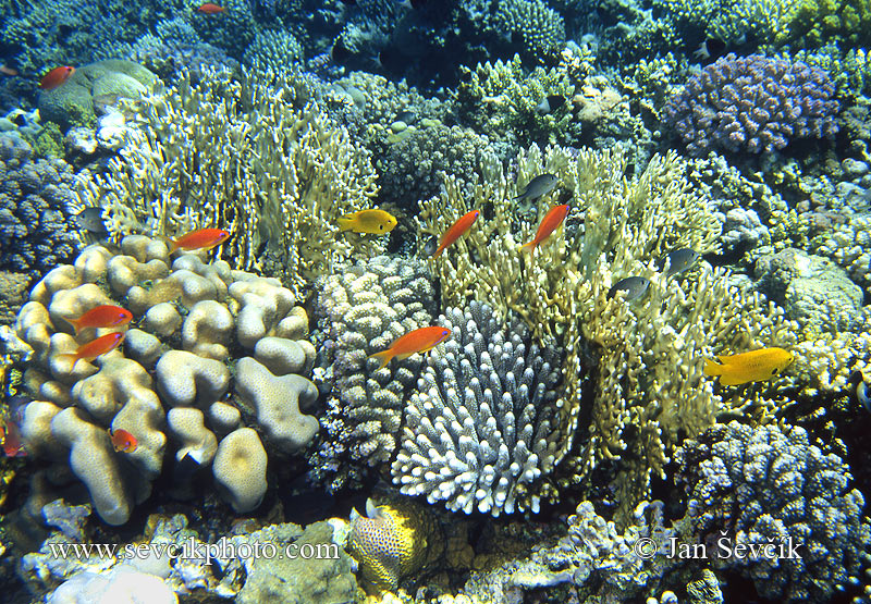 Photo of korálový útes coral reef Red Sea