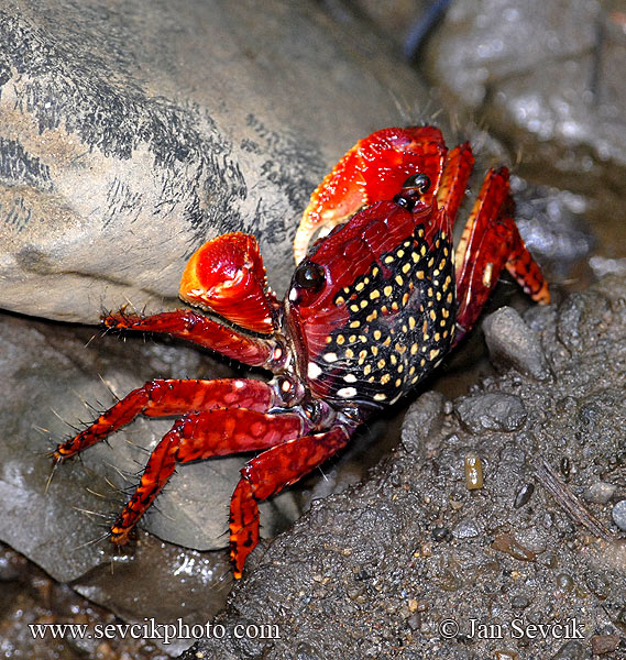 Photo of sladkovodní krab Crab sp.