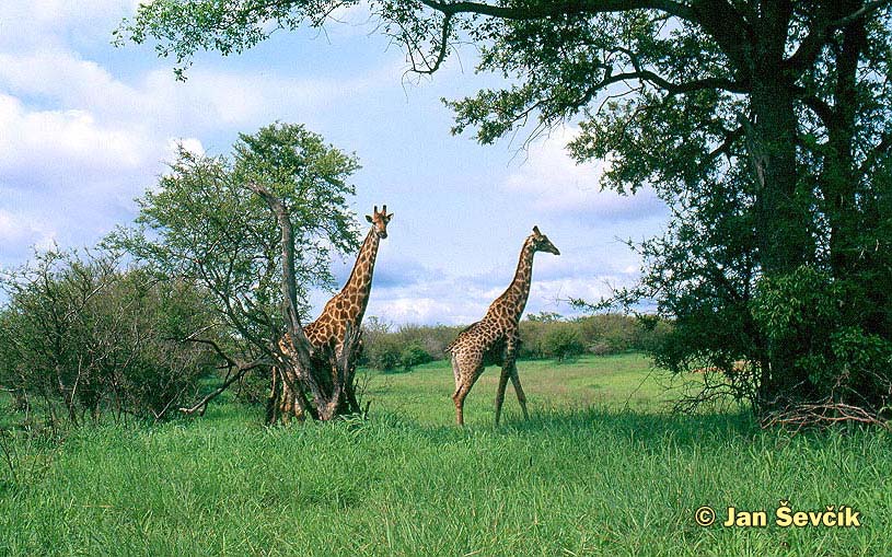 Photo of Kruger NP, South Africa .