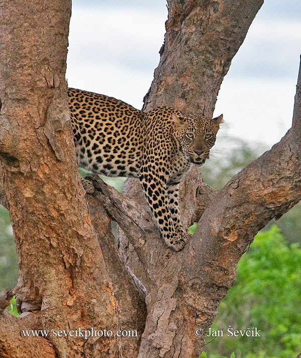 Photo of levhart skvrnitý Panthera pardus leopard