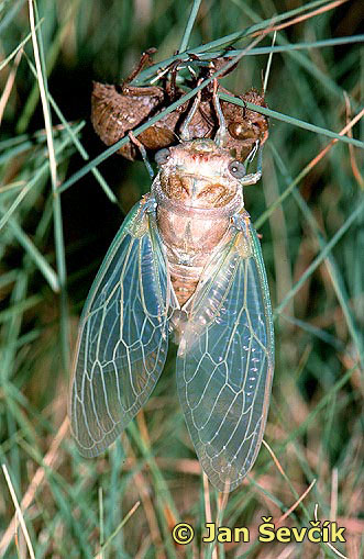 Photo of líhnuti cikady, come out of the cicada.