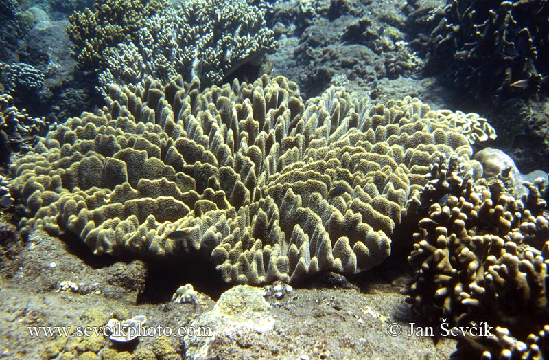 Photo of korál Soft coral Lobophyton sp.