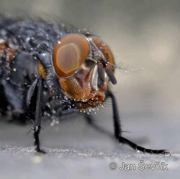 Photo of  moucha Calliphora vicina  Fly Fliege