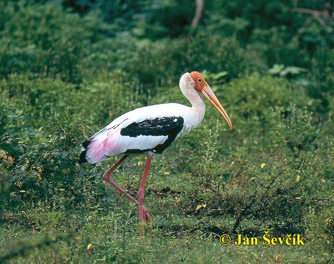 Photo of nesyt indomalajský, Mycteria leucocephala, Painted Stork