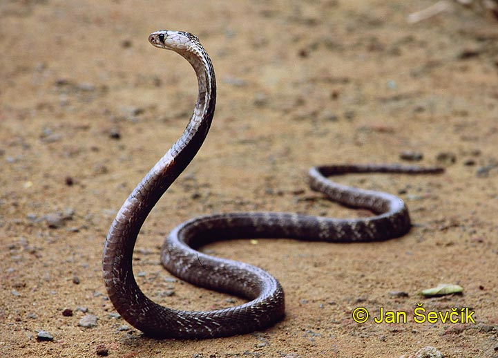 Photo of kobra indická, Naja naja, Indian Cobra, Kobra
