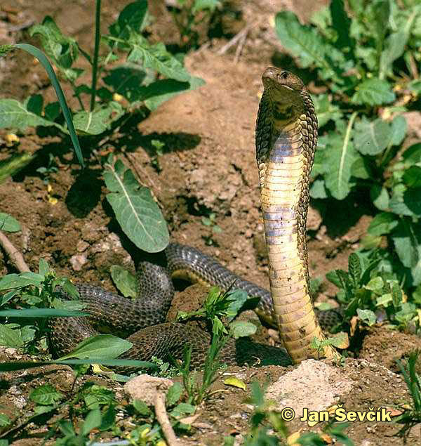 Photo of kobra středoasijská, Oxus Cobra, Mittelasiatische Kobra, Naja oxiana.