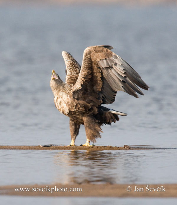 Photo of orel mořský Haliaeetus albicilla White-tailed Eagle See Adler
