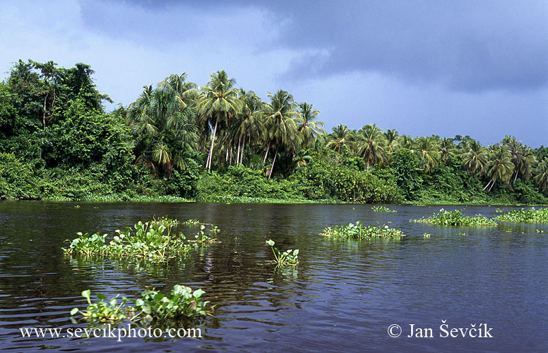 Photo of delta Orinoka delta of the Orinoco river Venezuela