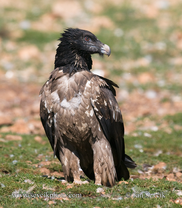 Photo of orlosup bradatý Gypaetus barbatus Bearded Vulture Bartgeier