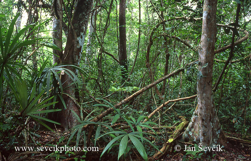 Photo of deštný les rain forest regenwald Petén Tikal