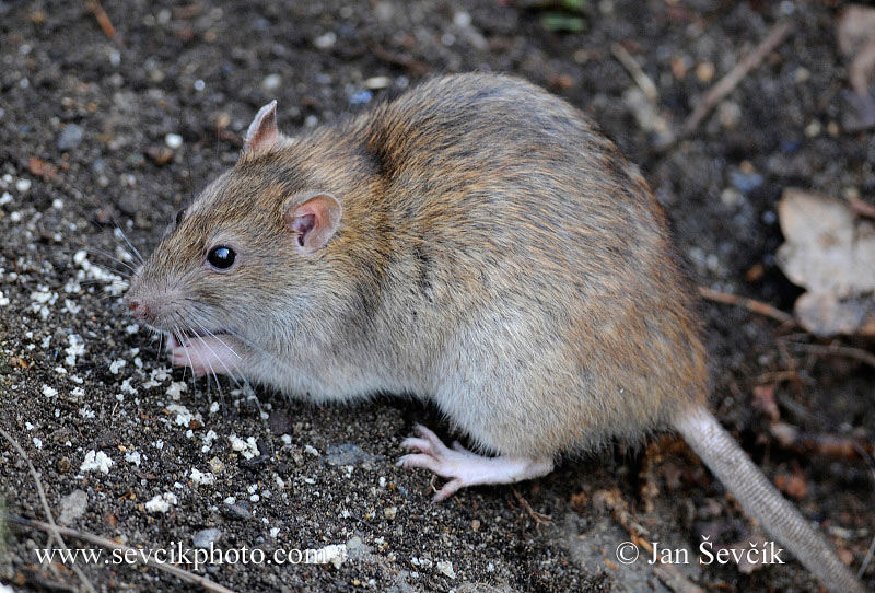 Photo of potkan Rattus norvegicus Brown Rat Wanderratte