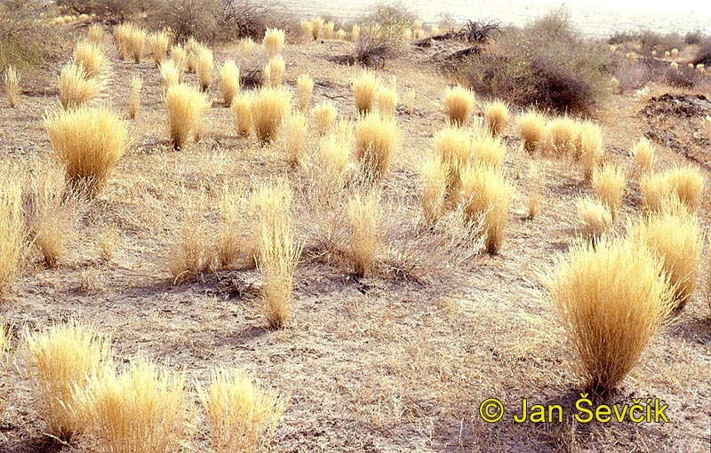 Photo of poušť desert Tigrovaya balka zapovednik Tadjikistan