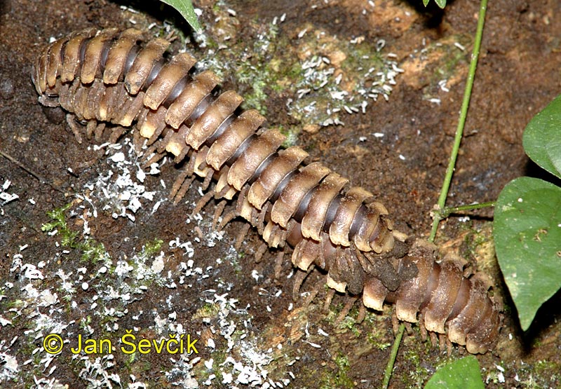 Photo of  mnohonožka plochule, Proterospermophora sp.